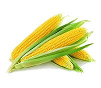 Magic Corn